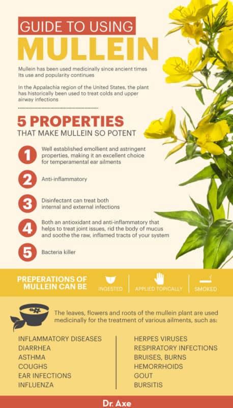 Mullein Benefits Uses And How To Make The Tea Dr Axe