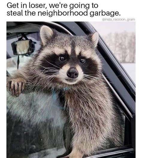 Raccoon Meme Template