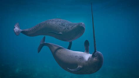 Myth Narwhals Use Their Tusks To Break Ice And Fight — Ms Mallory