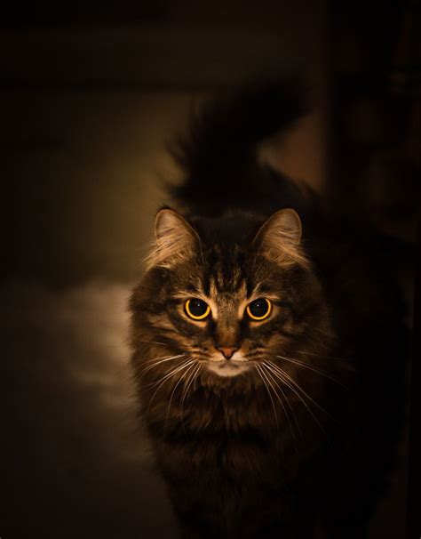 1000 Amazing Cats Photos Pexels Free Stock Photos