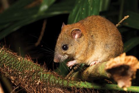 Extinction Watch Bramble Cay Melomys Geographical Magazine