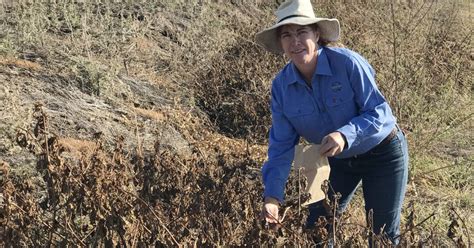 Breakthrough In Fight Against Noogoora Burr The Land Nsw