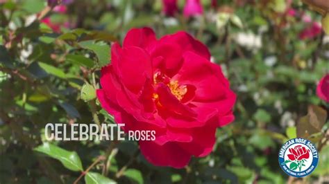 National Rose Month At The American Rose Society Headquarters Youtube