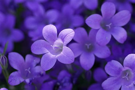 Bokeh Violet Flowers Flowers Hd Wallpaper Peakpx