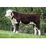 Hereford Bull Calf Sells For £13000  Cattle Society