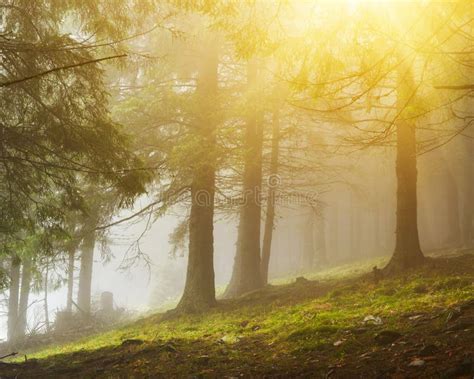 View Of Mountain Forest In Misty Weather Stock Photo Image Of Rays