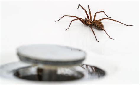 13 Ways To Keep Spiders Away Naturally Without Killing Them