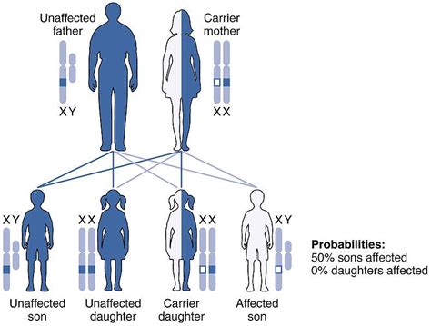Diferencia Entre Herencia Autos Mica Y Ligada Al Cromosoma X Negocio