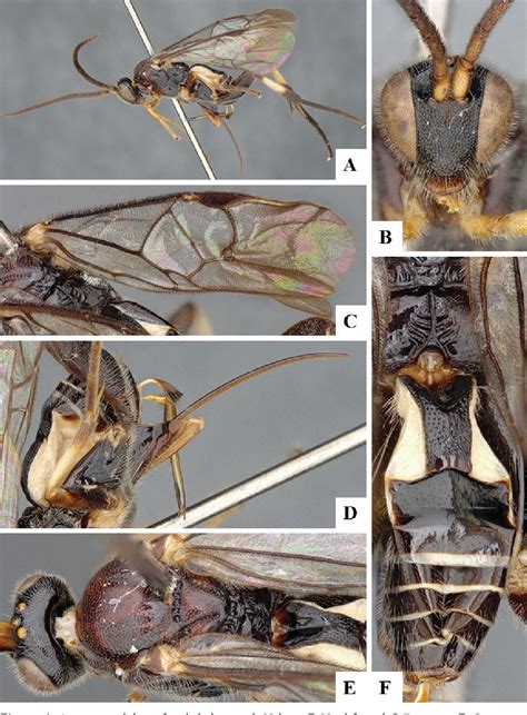 Figure 1 From Seventeen New Genera Of Microgastrine Parasitoid Wasps