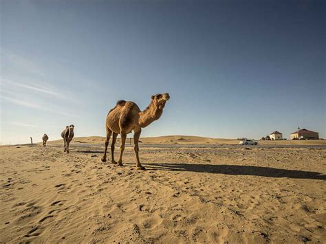 Cinco Cosas Que No Sabías De Los Camellos