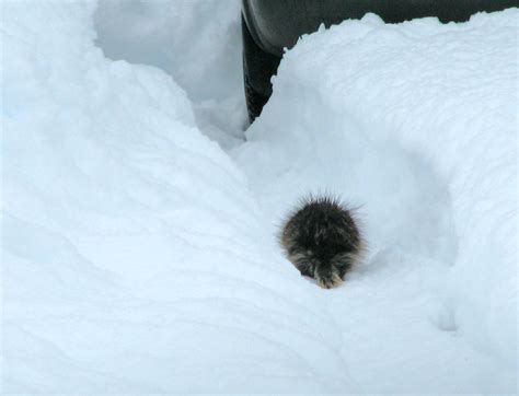 A Porcupine In The Snow The West Juneau Weekly Picture