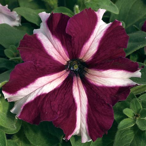 Petunia Grandiflora Tritunia™ F1 Series Norseco