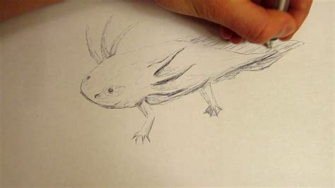 How To Draw An Axolotl With A Pen Youtube