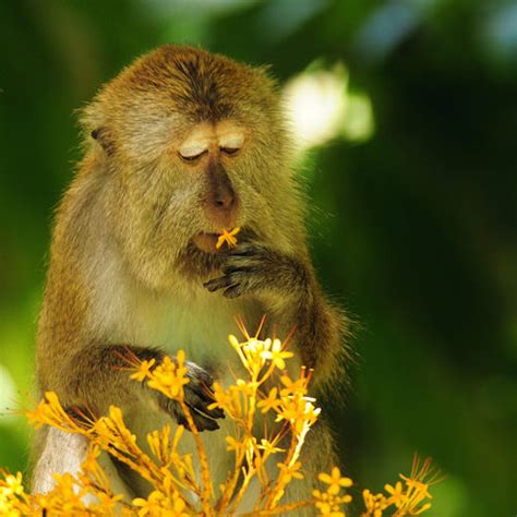 Menurut kamus besar bahasa indonesia (kbbi), arti seperti kera mendapat bunga seperti kera diberi kaca adalah mendapat sesuatu yang tidak dapat dipergunakan. i love animals: Filling up the world with monkeys