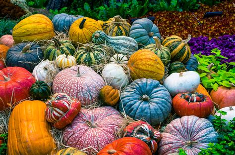 A Guide To Pumpkin Types Geranium Blog