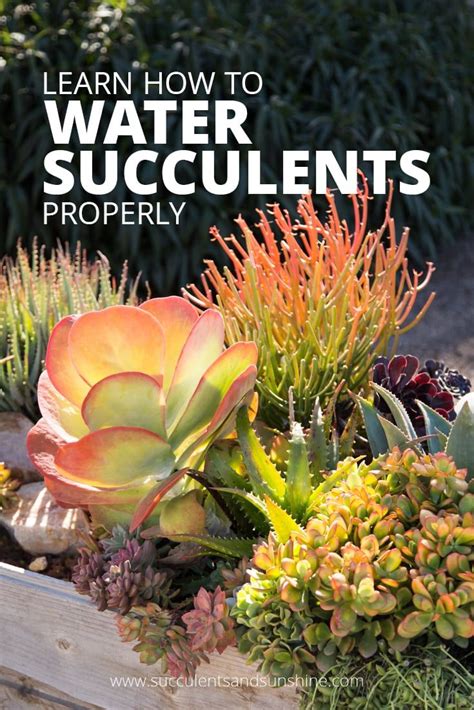 There are not strict guidelines as to how often you should water your cactus. How to Water Succulent Plants | How to water succulents ...