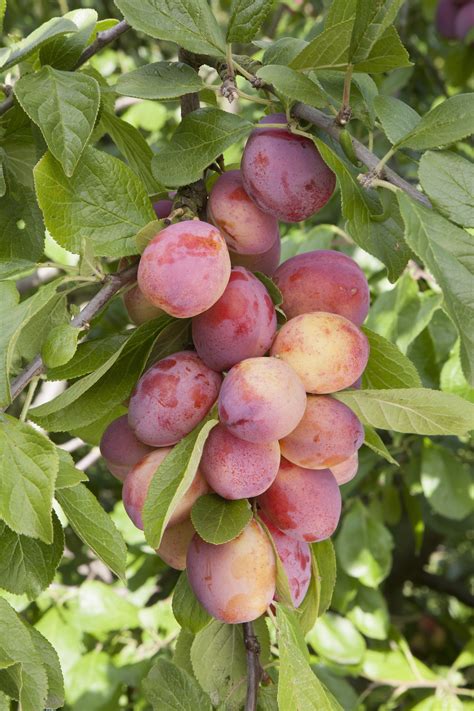 The Five Easiest Fruit Trees To Grow The English Garden