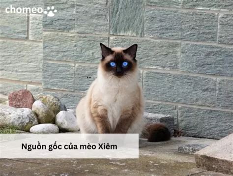 Mèo Xiêm Siamese Cat Nguồn Gốc Đặc Điểm Giá Bán
