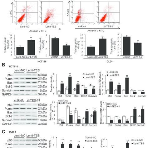 tes promotes apoptosis in crc cells the genetically modified hct116 download scientific