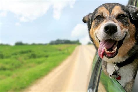 5 Tips For Traveling With Dogs In A Car Especially When Theyre Big