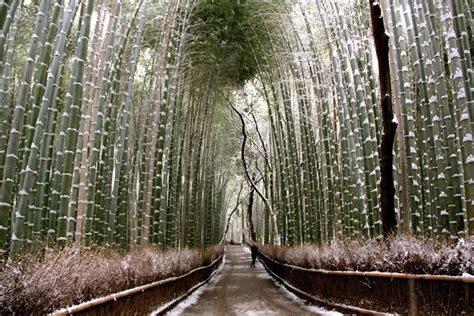 Kyoto Japan Arashiyama Sagano Bamboo Forest In Winter Bamboo