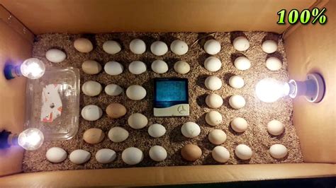 Diy How To Make Egg Incubator With Cardboard Box Easy Homemade