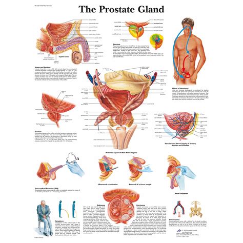 B Scientific The Prostate Gland Chart