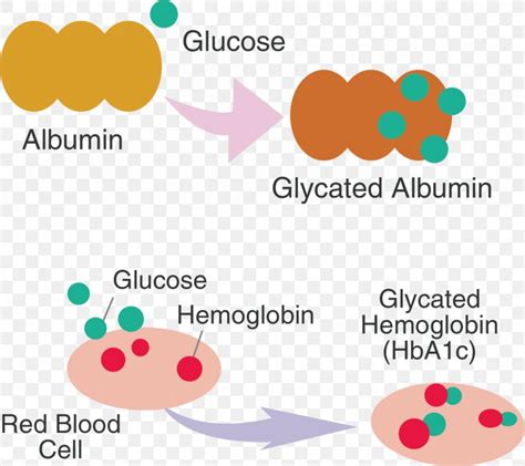 Glycation Hemoglobin A1c Fructosamine Diabetes Mellitus Albumin Png