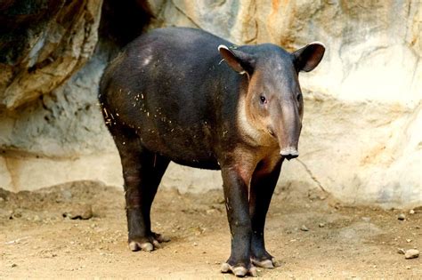 Check out our tapier selection for the very best in unique or custom, handmade pieces from our watercolor shops. Tapirs facts, habitat, diet & different species of Tapir animal