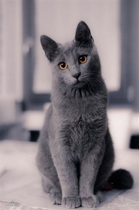 Russian Blue Hypoallergenic Cats Cost Funny Cats