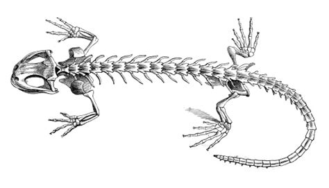 Antique Illustration Of Salamander Skeleton Stock Illustration