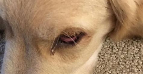 Puppy Eye Irritation Album On Imgur