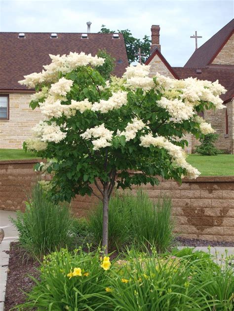 Japanese Tree Lilac Knechts Nurseries And Landscaping Dwarf Trees