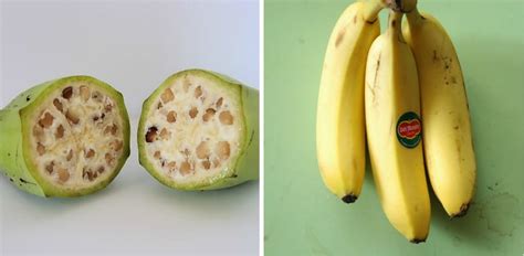 Wild Banana Vs Cultivated Banana