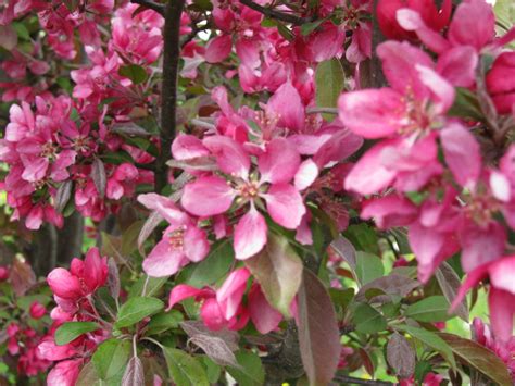 Tree Of The Week Profusion Pink Flowering Crabapple Flowering