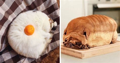 Instead, foods like these have a bitter flavor, like amino acids in protein, which cats find tasty. 10+ Best Animal Or Food Photos