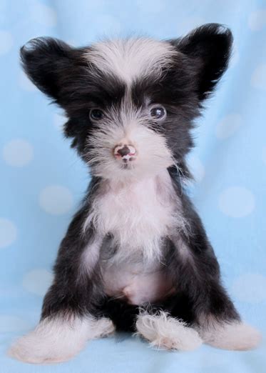 Hairless And Powder Puff Chinese Crested Puppies For Sale Teacups