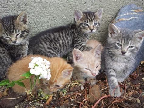 Pixie Bob Bengal Mix Babies For Sale In Seattle Washington Classified