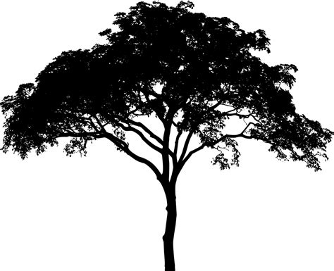 Tree Silhouette Tree Png Download 12801040 Free Transparent Tree