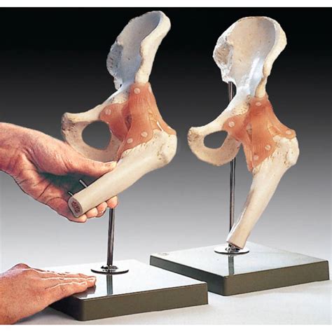 Functional Model Of The Hip Joint Anatomical Chart Company Ns 51