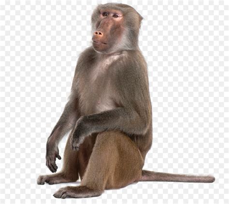 Monkeys Png 10 Free Cliparts Download Images On Clipground 2023