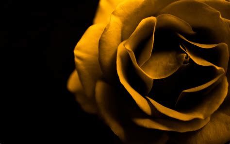 Yellow Wallpaper: Yellow Rose HD Wallpaper Download Free
