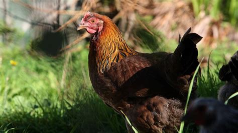 Cdc Reminds People Not To ‘kiss Or Snuggle Backyard Poultry Due To Salmonella Risk Wsoc Tv