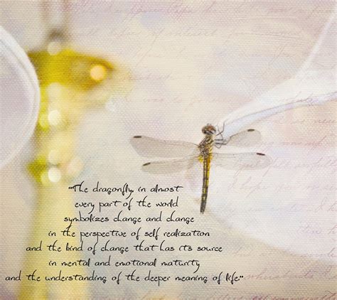 Yo no he dicho eso. Pin by Irene De La Luz on Favorite Quotes | Dragonfly quotes, Dragonfly meaning, Meant to be quotes