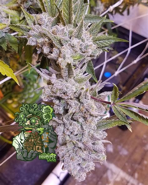 Platinum Gorilla Bud Buddies Cannabis Seeds And Clones For Sale In