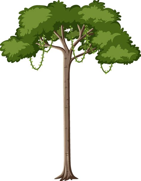 Single Rainforest Tree Isolated On White Background 2037433 Vector Art