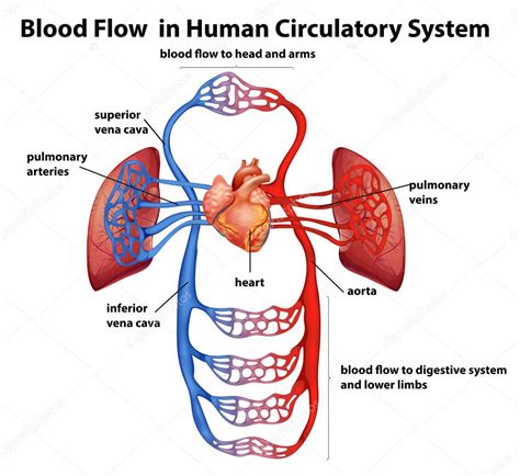 Circulatorio Humano