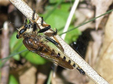 Robber Fly Promachus Rufipes Photograph By Carol Senske