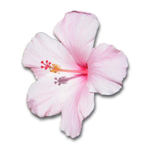 Hibiscus Png Pic Png All