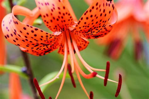 Orange Tiger Lily I Grew Some From Seeds Of The Plants At My Grandma S